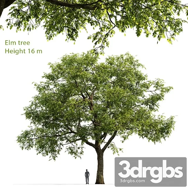 Ulmus 1 3D Model Free