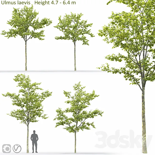 Ulmus 3D Model