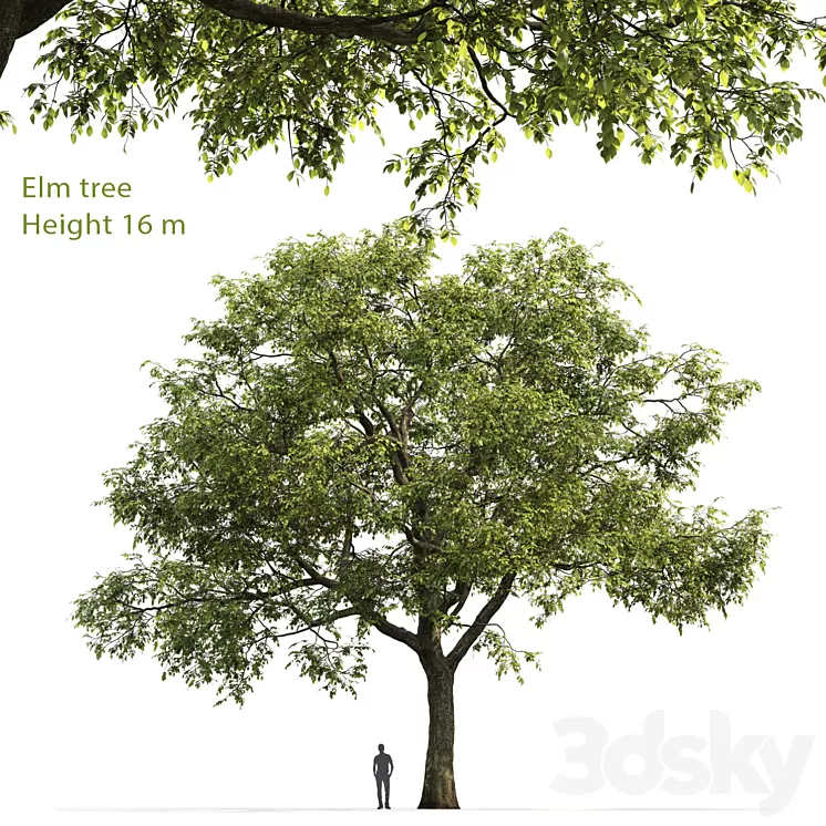 Ulmus 3D Model