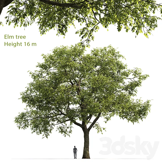 Ulmus 3DModel