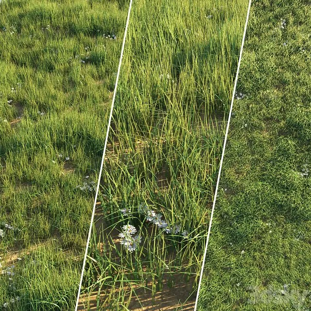 Uncut grass lawn 3D Model