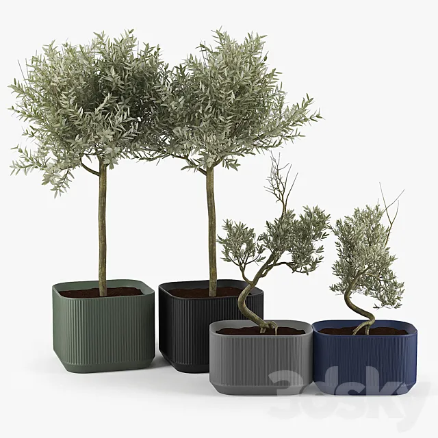 Urbilis Olive Tree 3D Model