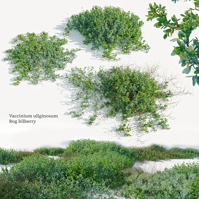Vaccinium uliginosum 3D Model