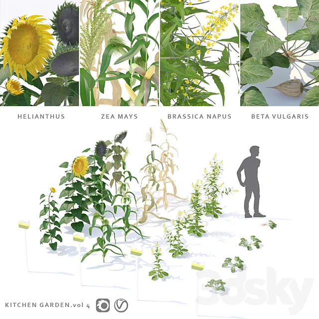 Vegetable garden | Kitchen garden.vol 4 3D Model