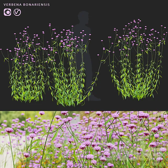Verbena bonar flowers | Verbena bonariensis 3D Model