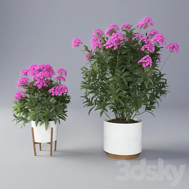 Verbena Flower 3DModel