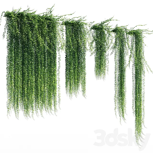 Vernonia elliptica 3DModel