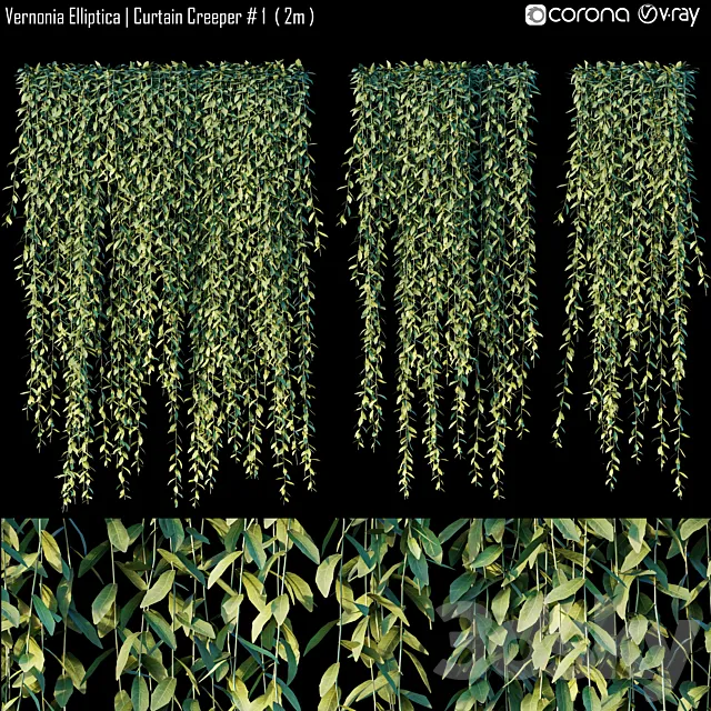 Vernonia Elliptica | Curtain Creeper # 1 (2m) 3D Model
