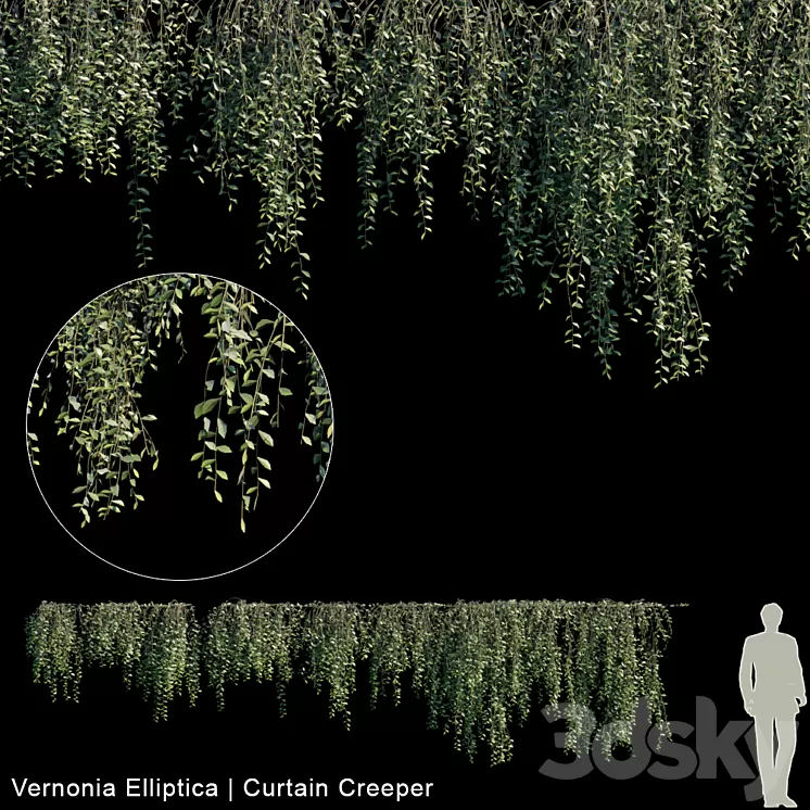 Vernonia Elliptica | Curtain creeper | 10 module 3D Model