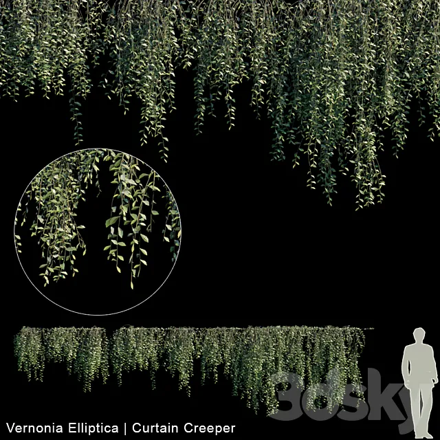 Vernonia Elliptica | Curtain creeper | 10 module 3DModel