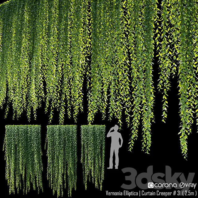 Vernonia Elliptica | Curtain Creeper # 4 (2.5m) 3D Model