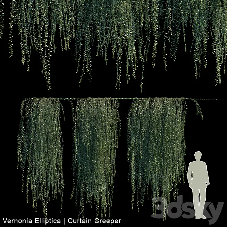 Vernonia Elliptica | Curtain Creeper V2 3D Model