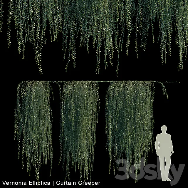Vernonia Elliptica | Curtain Creeper V2 3DModel