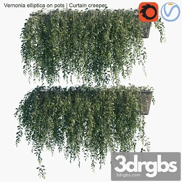 Vernonia Elliptica On Pots Curtain Creeper 3D Model Free