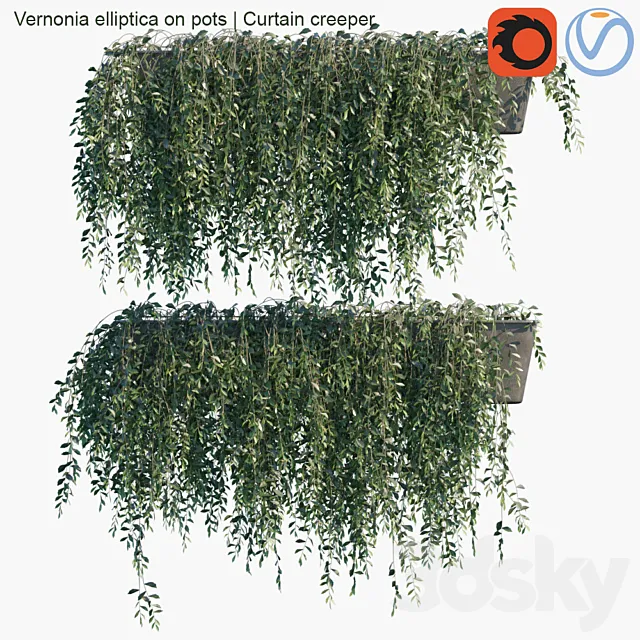 Vernonia elliptica on pots | Curtain creeper 3D Model