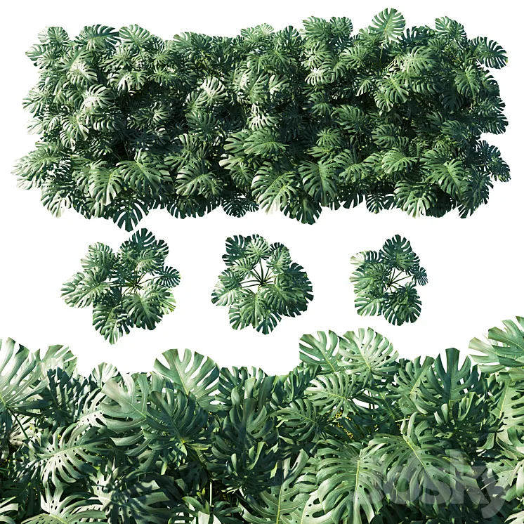 Vertical garden_ Monstera deliciosa 3D Model Free