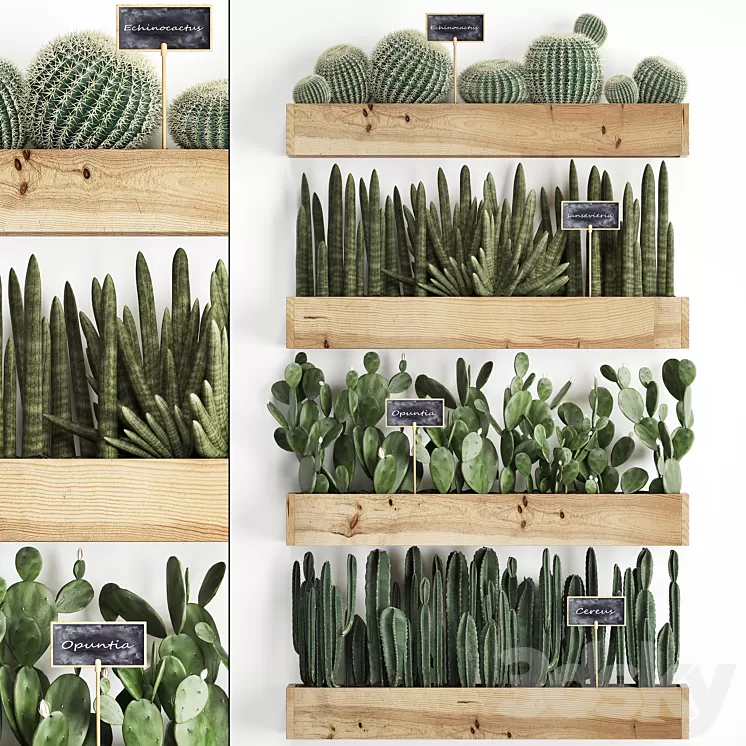 Vertical gardening. 42. Cacti shelf with flowers echinocactus cereus sansevieria Prickly pear Barrel cactus eco design plants phytowall 3D Model