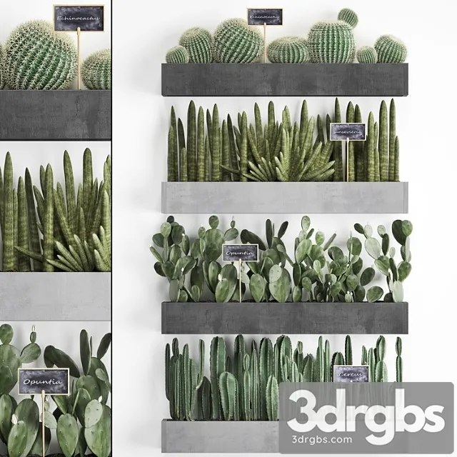Vertical Gardening 43 Cacti Shelf with Flowers Echinocactus Cereus Sansevieria Prickly Pear Barrel Cactus Eco Design Plants Phytowall Free Download