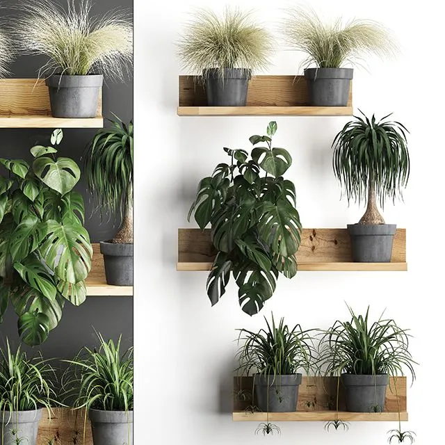 Vertical gardening. 48 Shelf with flowers monstera dracaena Chlorophytum 3D Model
