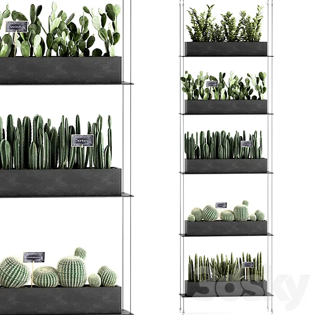 Vertical gardening home garden flower shelf with prickly pear cacti Cereus phytostena phytomodule. Set 66 3D Model