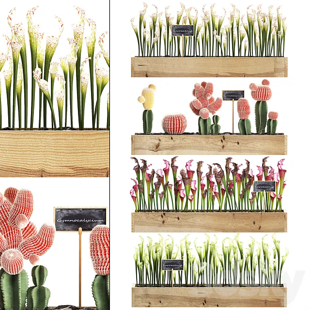 Vertical gardening in wooden wall boxes pots with cactus Sarracenia Gymnocalcium desert plants. Set 44. 3D Model