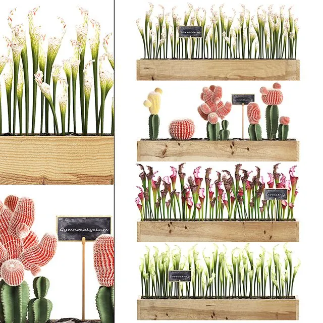 Vertical gardening in wooden wall boxes pots with cactus Set 44 3D Model