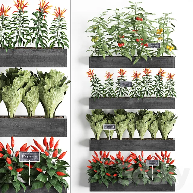 Vertical gardening in wooden wall boxes pots with kitchen garden vegetable garden vegetables herbs peppers tomatoes tomatoes lettuce. Set 47. 3D Model