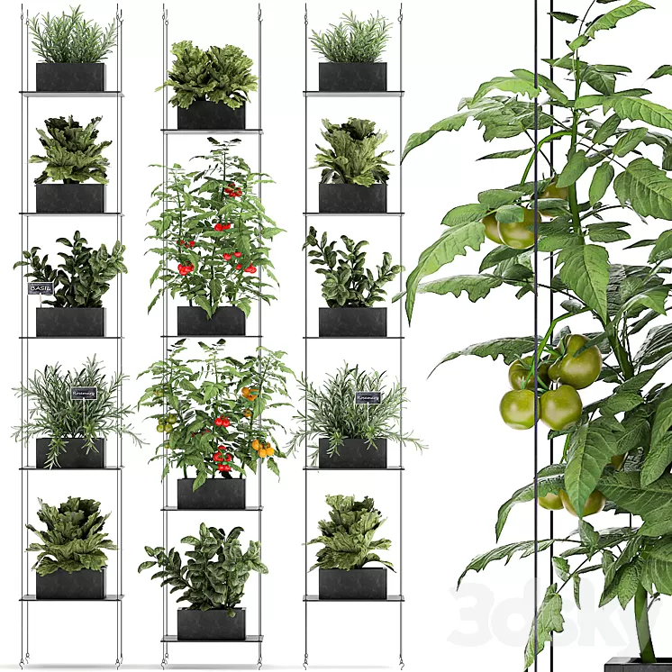 Vertical gardening kitchen garden garden with vegetables tomatoes peppers herbs lettuce rosemary. Set 69. 3D Model