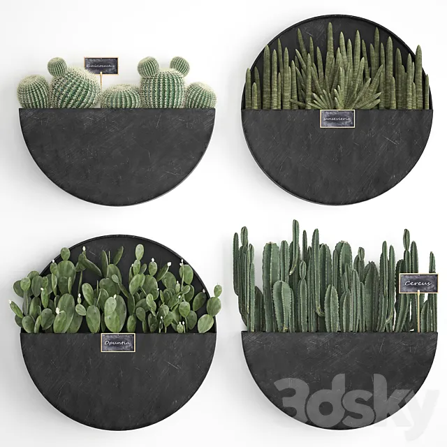 Vertical landscaping for the wall with a black metal shelf with cacti. prickly pear. cereus. sansevieria. Set 55 3DModel