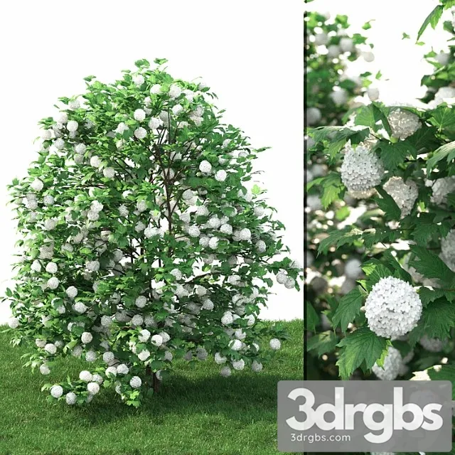 Viburnum 1 3D Model Free