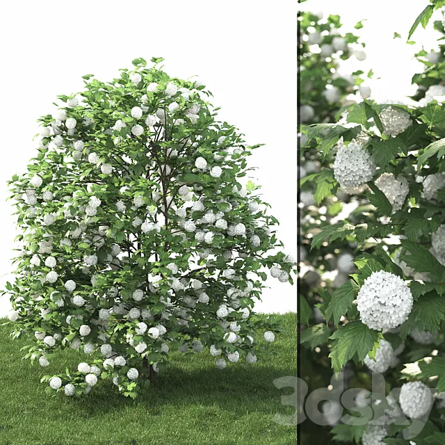 Viburnum 3DModel