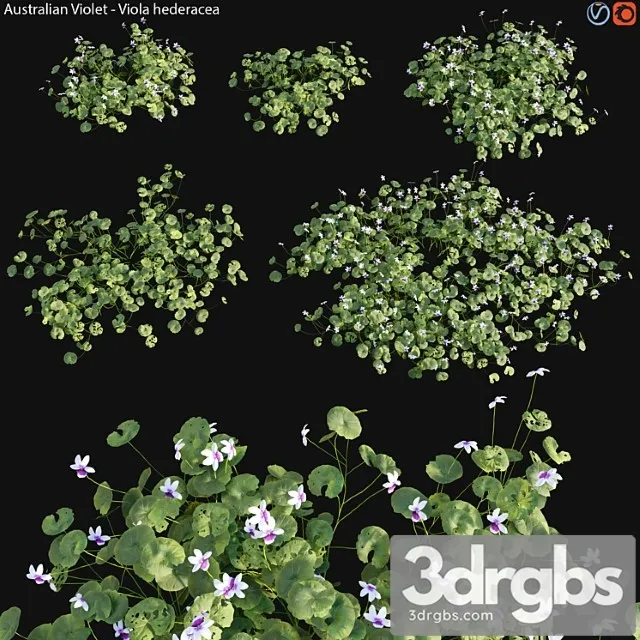 Viola Hederacea Australian Native Violet 01 3D Model Free