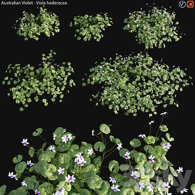 Viola hederacea -Australian Native Violet - 01 3D Model