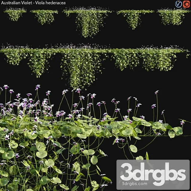 Viola hederacea -australian native violet - 02