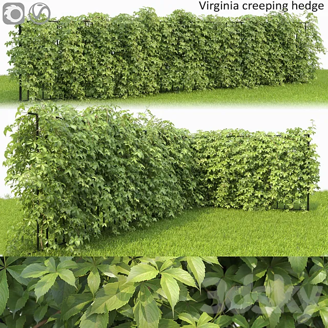 VIRGINIA creeper 3D Model
