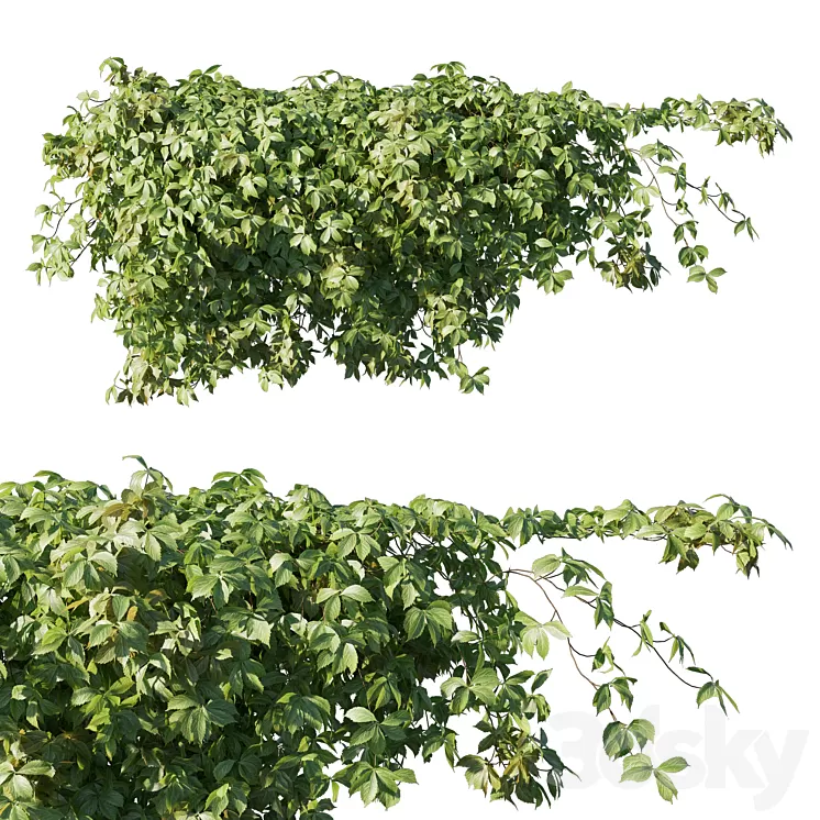 Virginia creeper 3D Model