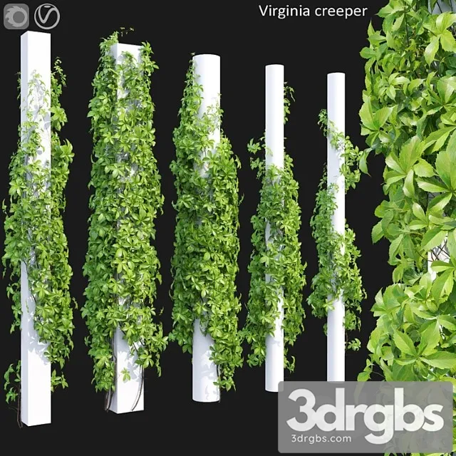 Virginia Creeper 5 3D Model Free