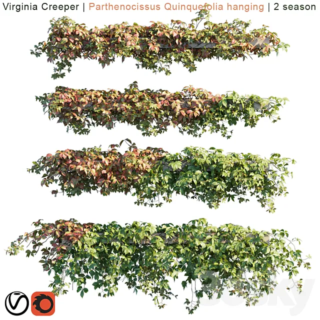 Virginia Creeper | Parthenocissus Quinquefolia hanging | 2 season Free Download