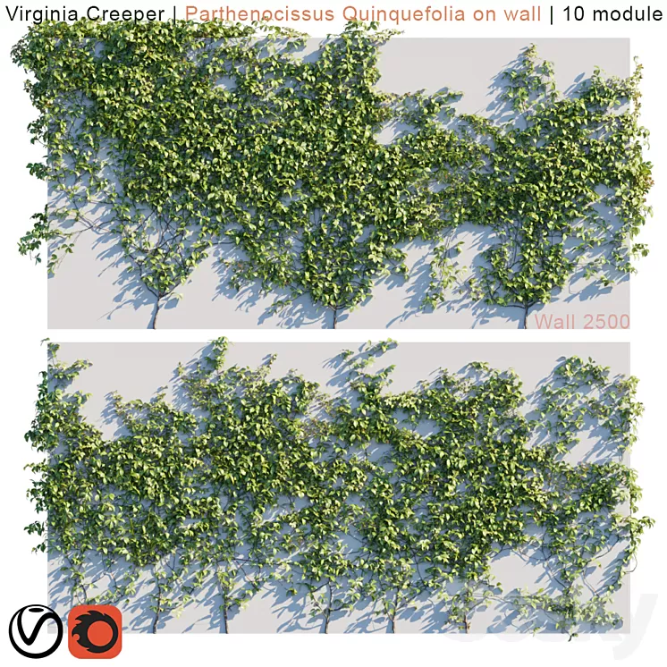 Virginia Creeper | Parthenocissus Quinquefolia on wall 3D Model