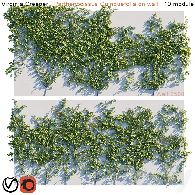 Virginia Creeper | Parthenocissus Quinquefolia on wall 3DModel
