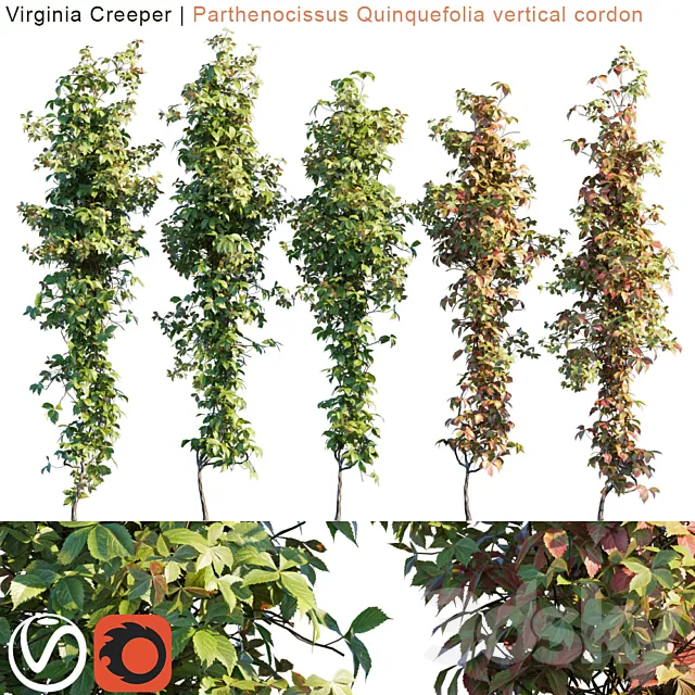 Virginia Creeper vertical cordon 3D Model