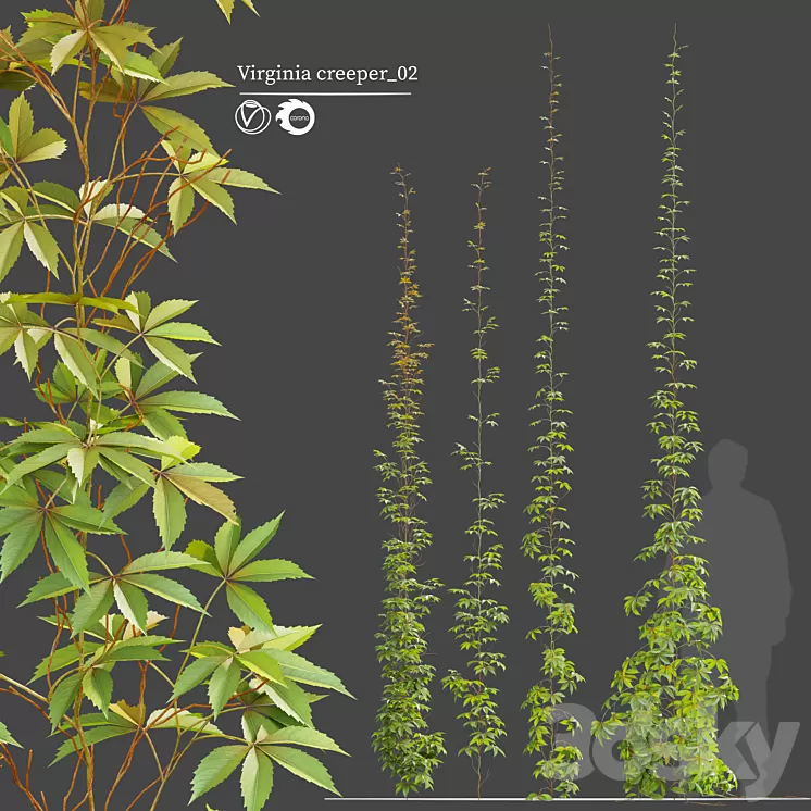 virginia creeper_02 3D Model