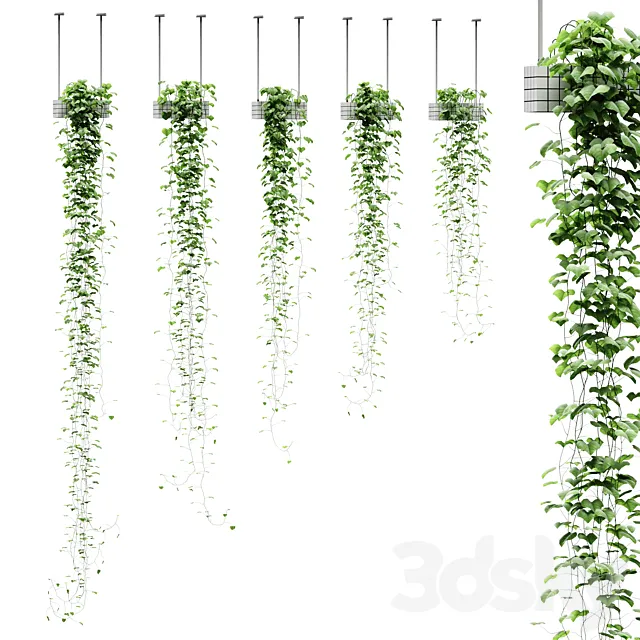 Viun in hanging pots. 5 models 3D Model