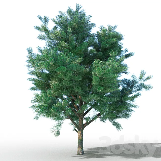 vysokopoligonalnye tree 3D Model