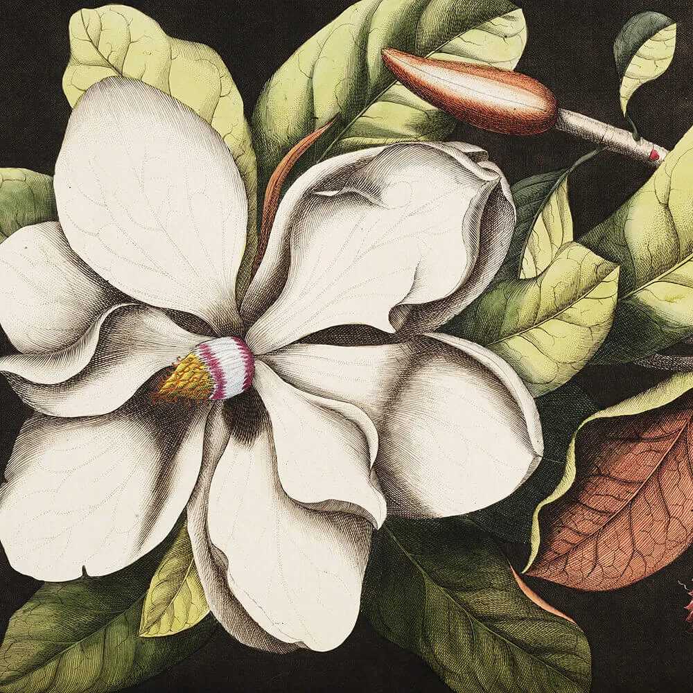 Wall Art - Wallpaper Laurel 3D Model