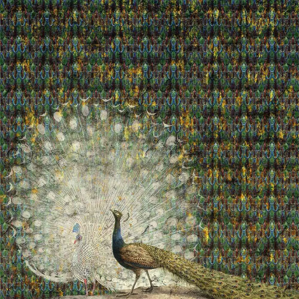 Wall Art - Wallpaper Peacock 3D Model