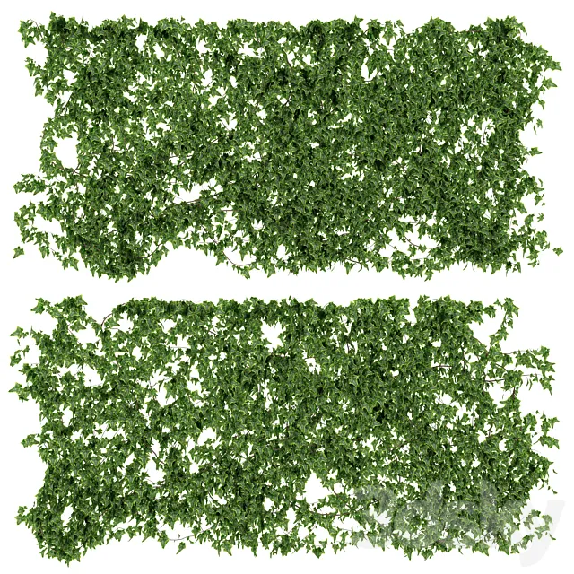 Wall of ivy leaves 3DModel