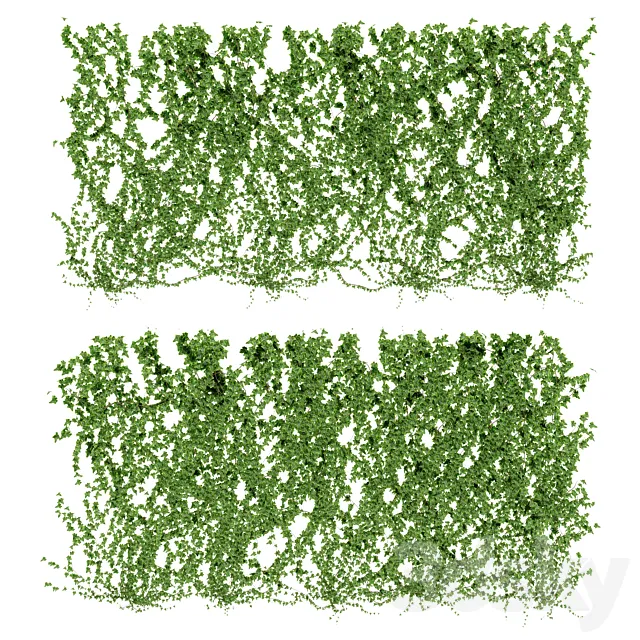 Wall of ivy leaves v4 3D Model