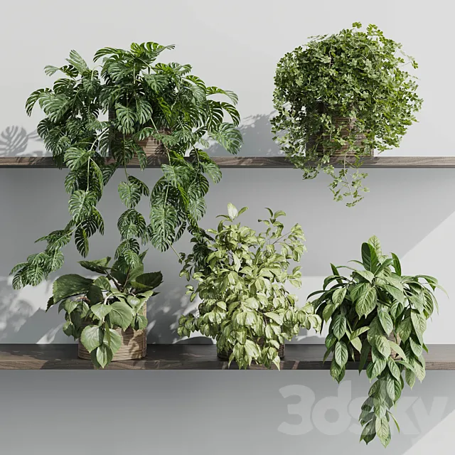 wall plant - set Indoor plant 408 plants on shelf in handmade wooden basket 3D Model