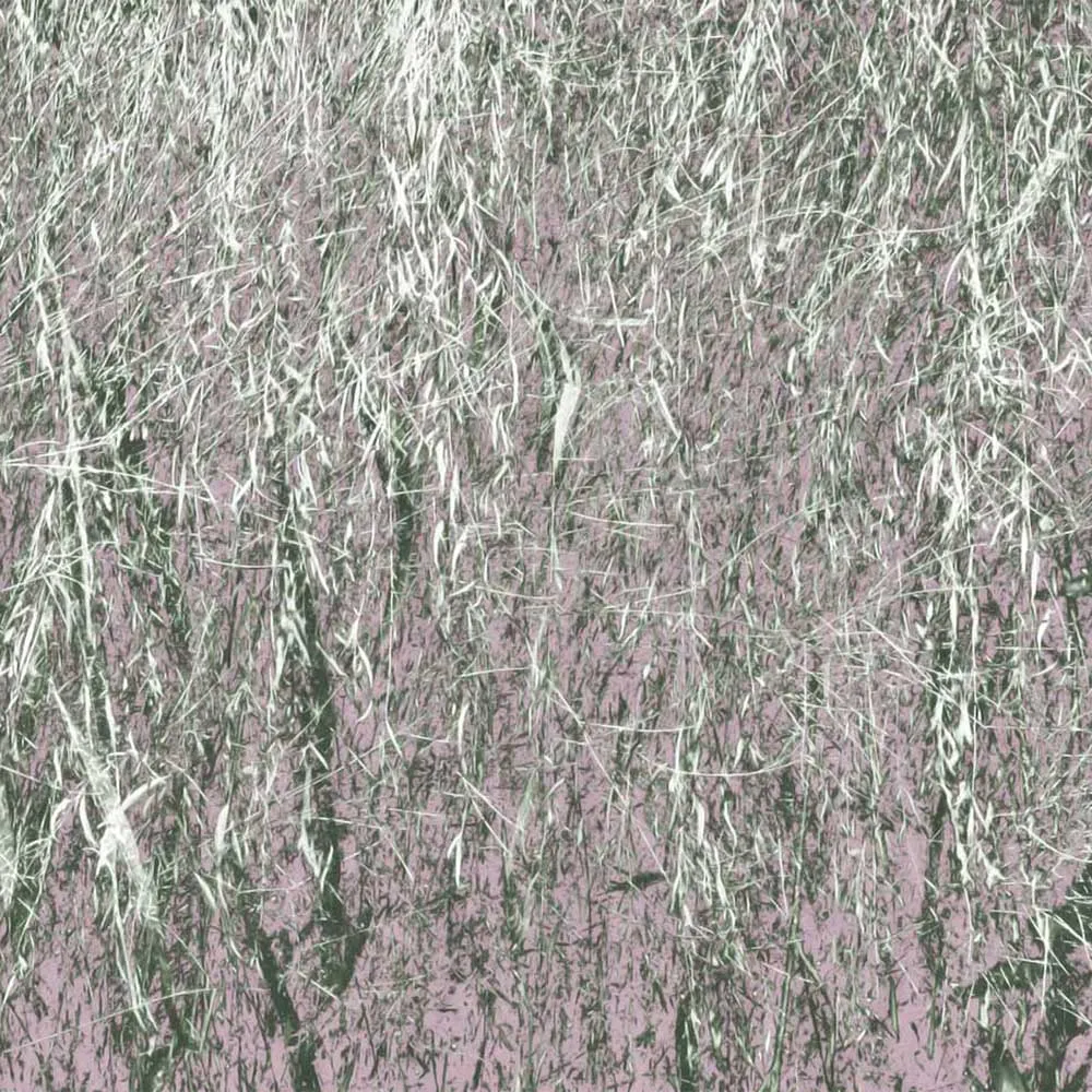 WallPepper - Wallpaper Branches 3D Model